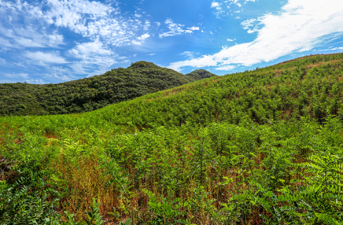 采礦	廠(chǎng)植被恢復(fù)區(qū)域
